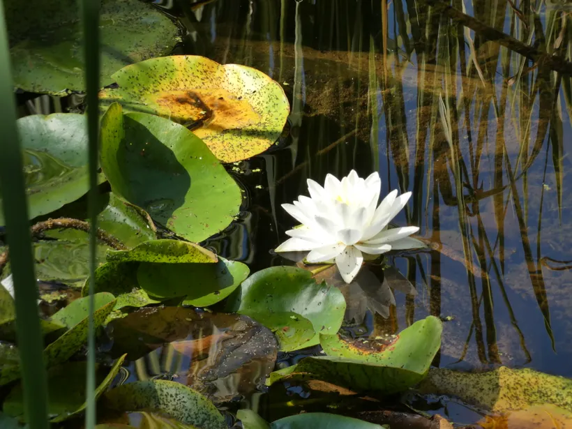 The Lotus Flowers In This Pond Are So Fragrant (EK V8.14.9)
