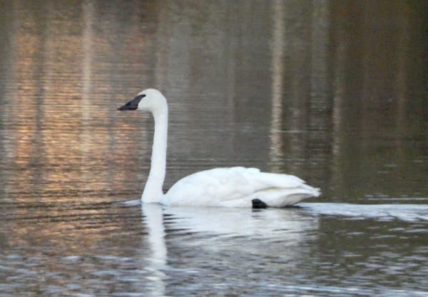 A Goose in a Bottle: How Will You Be Free?