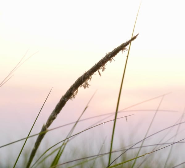 Fall Training Intensive: The Disruptive Point of Zazen