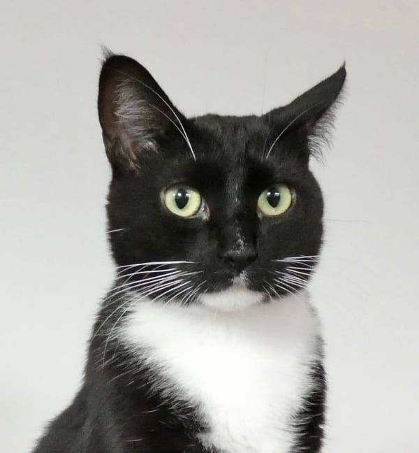 What Are You Figuring To Do, Sitting There In Zen?