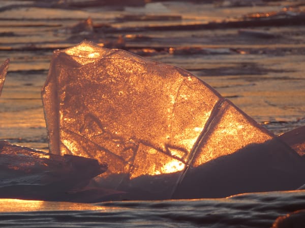 The Mistaken Transmission of the Pure Precepts to the West